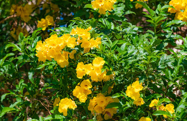 Yellow tropical flowers, bells, bloom on the bushes. Tecoma erecta.