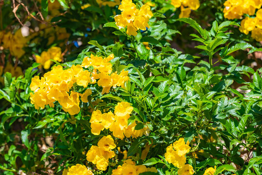 Yellow tropical flowers, bells, bloom on the bushes. Tecoma erecta.