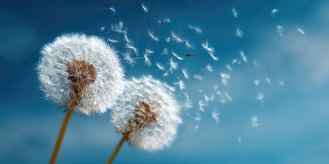 Two dandelions with seeds dispersing into a soft blue sky