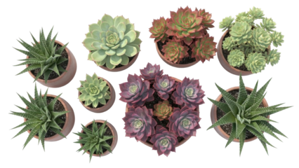 Overhead view of various potted succulent plants, showcasing diverse shapes and colors.