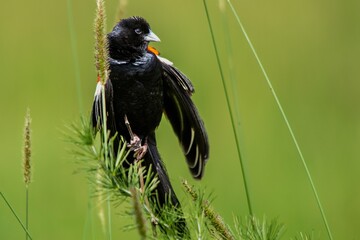South African birds - a male long-tailed widowbird displaying his breeding plumage to attract females