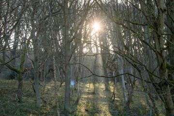 morning in the forest, trees backlit