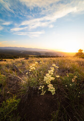 Summer Flowers Over Mountain Prairie