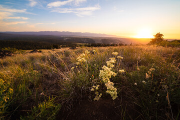 Alpine Canyon Sunset With Flowers