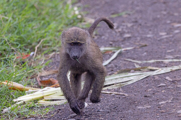 Young juvenile Baboon running with grass blade in mouth on dirt road in Lake Nakuru National Park in Kenya Africa KEN