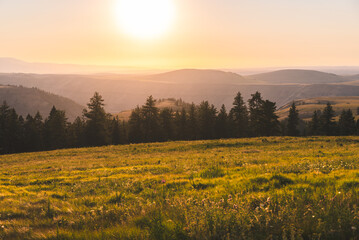 Meadow And Forest In Evening Glow