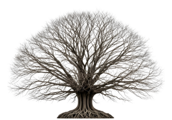 A detailed illustration of a tree with a sprawling root system and bare branches isolated on transparent background