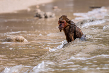 Rhesus Macaque - Macaca mulatta, portrait of beautiful popular primate endemic in Central and Eastern Asian forests and woodland, Vietnam.