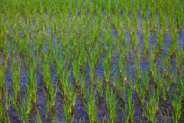 Lush Rice Paddy Field With Bright Green Sprouts Reflecting in Shallow Water