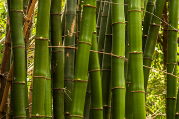 Obraz premium Lush green bamboo forest with strong, segmented stalks in Brazil. A symbol of sustainability, strength, and natural beauty.
