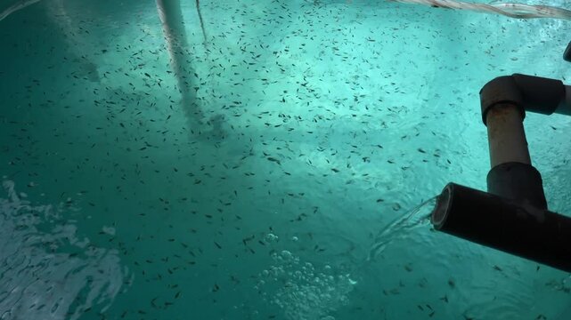 
Fish Rearing Tank in Recirculating Aquaculture System, Modern Aquaculture Technology
