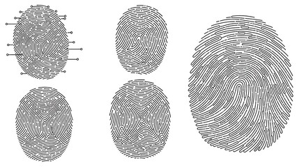 Fingerprint patterns and identification marks.