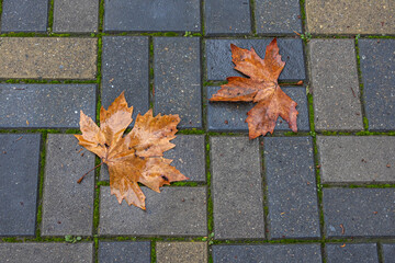 In autumn, fallen maple leaves lie on the paving slabs. Paving slabs made of cement mix. Paving stones made of artificial materials. Material for covering sidewalks and streets.