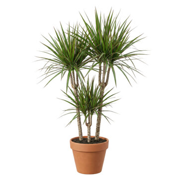 Dracaena marginata plant in terracotta pot isolated