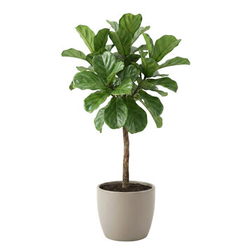 Ficus lyrata fiddle leaf fig tree in pot