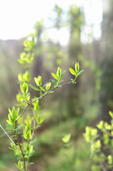 new gentle young tree foliage. tree branch with young bright green leaves, abstract nature background. spring forest landscape