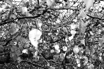 black and white tree