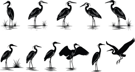 Fototapeta premium Set of heron bird silhouettes standing in water marsh, wildlife illustration collection, wading birds poses, nature animals, lake wetland artwork