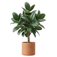 Ficus elastica rubber plant in terracotta pot isolated