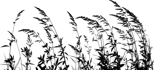Wild grass silhouette field, nature meadow plants, tall weeds vegetation, black botanical border, cad drawing flat vector illustration © MstJahanara