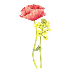 watercolor drawing flowers of red poppy and yellow raps, isolated at white background, wild flowering plants, hand drawn illustration