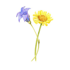 watercolor drawing flowers of spreading bellflower, bell and golden marguerite, yellow chamomile isolated at white background, wild flowering plants, hand drawn illustration