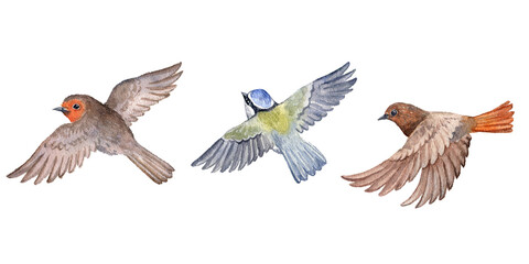 watercolor drawing set of bird, flying robin redbreast, blue tit and redstart, hand drawn illustration, isolated nature design element