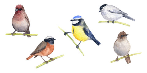watercolor drawing set of sitting birds, songbirds, hand drawn illustration, isolated nature design elements
