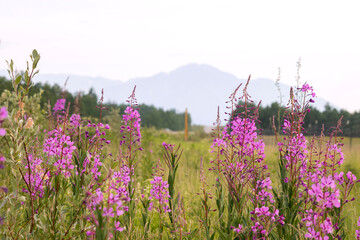 Fireweed with mountain in the background in interior Alaska