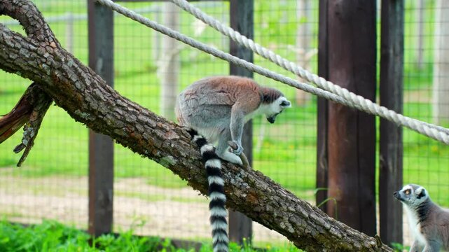 Ring-tailed lemur balances on a slanted tree trunk inside an outdoor habitat, gripping the bark while looking downward with its striped tail hanging behind.