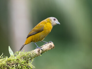 Passerinitangare (Ramphocelus passerinii)