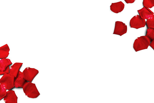 Scattered rose petals isolated on transparent background