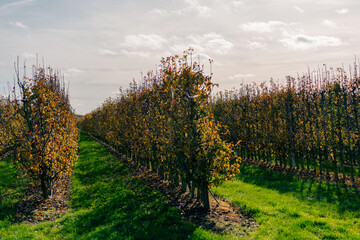 Fototapeta premium Rows of flowering pear trees, food processing in the Netherlands