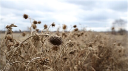 selfishness. A field of withered sunflowers turning away from sunlight on an overcast day. gardening catalogs, home-decor guides, designed for gardening and botanical catalogs, used by web designers.