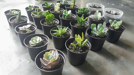 A diverse collection of indoor succulents for urban gardening. Perfect for blogs about sustainable living, houseplant care, and minimalist hobbies.