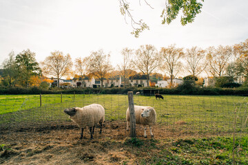 Closeup of brown sheep behind metal fencing outdoor at sunset in The Netherlands