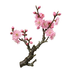 Beautiful blooming cherry blossom branch with pink flowers