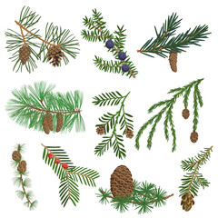 vector drawing set of coniferous tree branches with cones and green needles isolated at white background, hand drawn illustration