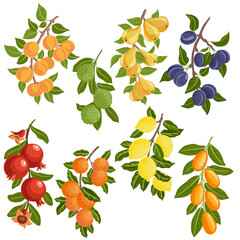 vector drawing tree branches with leaves and fruits, isolated at white background, hand drawn illustration