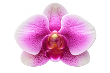 Macro pink orchid flower with a transparent background isolated shot.