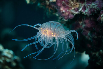 A high-quality macro underwater photograph showing a tiny, transparent jellyfish with long, delicate tentacles and bright orange internal spots, swimming near a dark rocky reef.