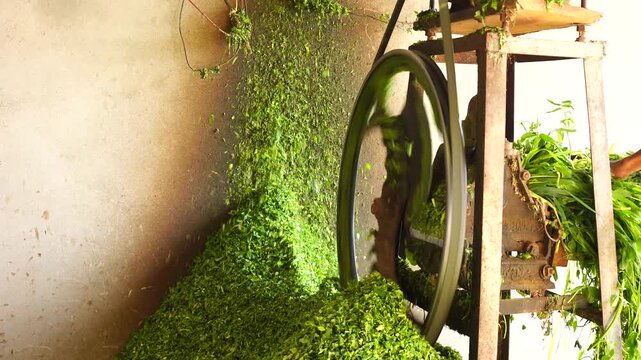 Mechanical Chaff Cutter in Operation &ndash; Rotating Blades Slicing Green Fodder into Pieces on Rural Farm
