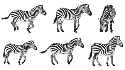 Black and white illustrations of zebras in various poses, showcasing their unique striped patterns