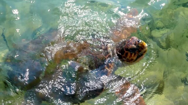 A sea turtle swimming in the crystal-clear turquoise waters of Elafonisos, Greece. Mediterranean marine wildlife in its natural habitat of the Peloponnese