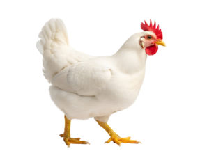 Vibrant White Hen with Bright Red Comb and Yellow Legs, standing in profile. A clean studio shot of a healthy farm chicken, isolated on transparent background.