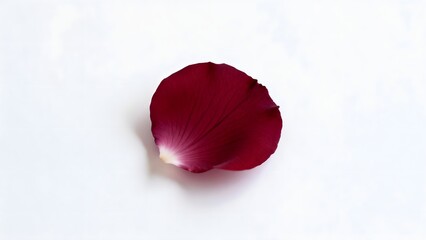 SingleRedRosePetalOnWhite
