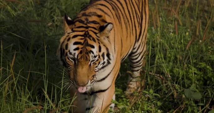 Bengal Tiger Slow motion walk in grass land of the Sundarbans, 4K very sharp