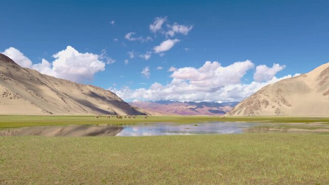 Tibetan Wild Ass grazing in lush green valley reflected in water way, Hanle, a remote mountainous protected area with deep blue sky, Ladakh. Copy space.