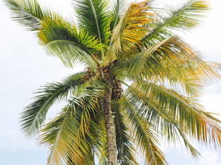 Fototapeta premium Close-Up of Coconut Palm Tree with Green and Yellow Fronds