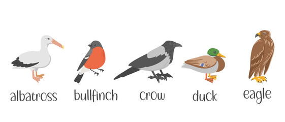 vector drawing set of birds, hand drawn illustration, albatross and bullfinch, crow,duck and eagle, isolated nature design elements